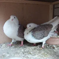 کبوتر دو کت تهرانی بسیار کشیده