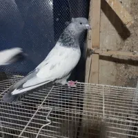 شامی کاکلی ساده کاکلی سینه سبزه|پرنده|مشهد, قائم|دیوار