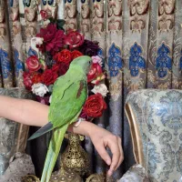 جوجه شاه طوطی نراسکندر چشم مشکی ۳ماهه|پرنده|ملارد, |دیوار