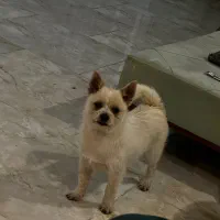 شیتزو ۳ ماهه