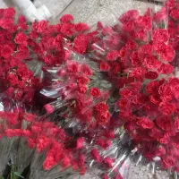گل طبیعی رز تک شاخه ای|گل و گیاه طبیعی|اهواز, کوی طلاب|دیوار