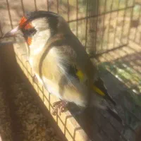 سهره دورگ سر سیاه