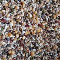 کبوتر پلاکی مخلوط پلاک مسافتی سبز گرفتنی المانی