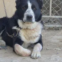 واگذاری سگ نر|سگ|اصفهان, ارداجی|دیوار