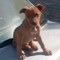 فروش توله پیت بول امریکایی