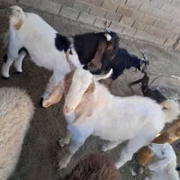 فروش ۲عدد بزغاله نر پاکستانی اصیل