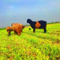 قوچ. کوه قوچ . نرمیش|حیوانات مزرعه|دزفول, |دیوار