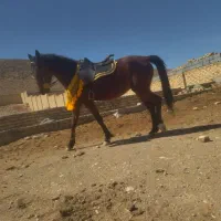 مادیان و کره اسب