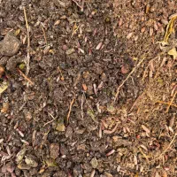 تفاله خرما چغندر