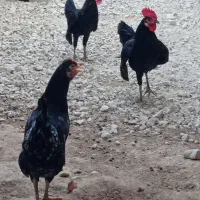 مرغ خروس