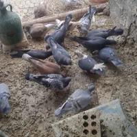 تهرانی دولتهای ۸۰ تومن|پرنده|فلاورجان, |دیوار