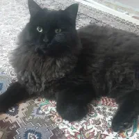 گربه گم شده