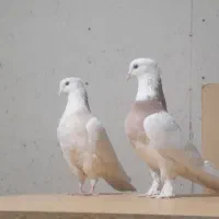 یک جفت طوقی مهر نر زرد ماده کارتنی خال سیاه