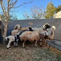 میش داشتی|حیوانات مزرعه|سامان, |دیوار