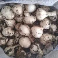خرید و فروش موسیر
