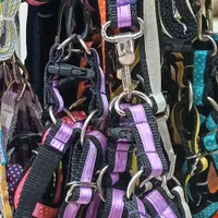 قلاده سگ|لوازم جانبی حیوانات|ارومیه, |دیوار