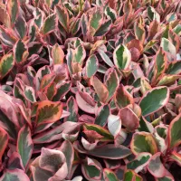 قاشقی لب ماتیکی|گل و گیاه طبیعی|محلات, |دیوار