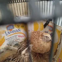 تعویض یک عدد بلدرچین|پرنده|شیراز, طلاب|دیوار