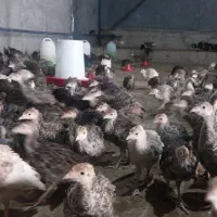 جوجه بوقلمون