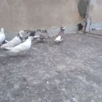 پرنده تهرانی