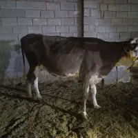 گوساله نر آلمانی و گاو و گوساله آلمانی|حیوانات مزرعه|رامشیر, |دیوار