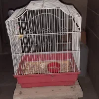 قفس پرنده|لوازم جانبی حیوانات|ری, حمزهآباد|دیوار