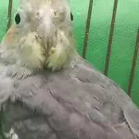 عروس هلندی|پرنده|قائم‌شهر, |دیوار