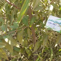 پیش فروش نهال بادام و گردو ژنوتیپ برتر  آغاز شد|خدمات باغبانی و درختکاری|زنجان, |دیوار