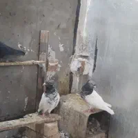 فروش کفتر بافق