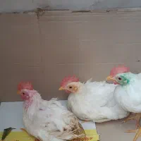 جوجه