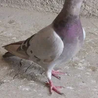 ماده نقره ای