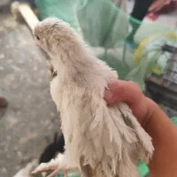 تعدادی جوجه برهما اصیل لاری سلطان ابریشمی بوقلمون|حیوانات مزرعه|مشهد, توس (بلوار توس)|دیوار