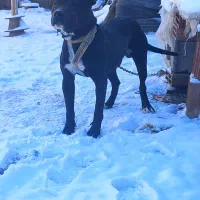 پیتبول نر|سگ|فاروج, |دیوار