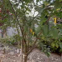 فروش ویژه زمین ۶۰۶ متر مسکونی سنددار آلمان گلسار