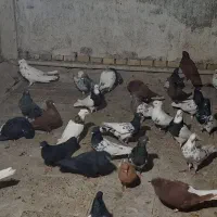 دسته کبوتر رنگی تعداد ۵۰|پرنده|اهواز, شهرک حفاری|دیوار