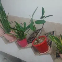 گل وگیاه طبیعی