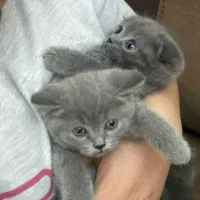 اسکاتیش دوماه  پدرواراداتی