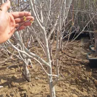 گلابی درشت تنومند شاخه دار اب شور اسیدی