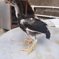 جوجه لاری هندی
