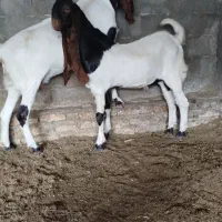 بزغالهاصلپاکستانی|حیوانات مزرعه|همدان, |دیوار