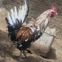 غاز مرغ خروس