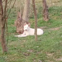 هاسکی سامویید