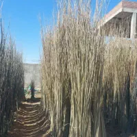 صنوبرنیگرا،وقره گواغ