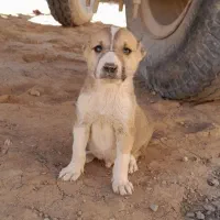 توله سگ|سگ|چناران, |دیوار