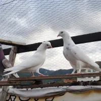 کبوتر پرشی|پرنده|رستمکلا, |دیوار