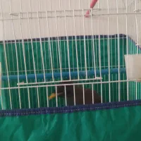 دوعددمرغ میناسخنگو|پرنده|بروجرد, |دیوار