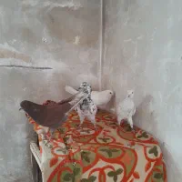 کبوتر پرشی