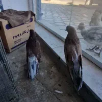 سرور|پرنده|ابهر, |دیوار