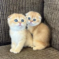 گربه های اصیل و خالص و شجره دار|گربه|شیراز, عفیف‌آباد|دیوار