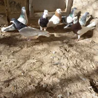 کبوتر رنگی|پرنده|ضیاء آباد, |دیوار